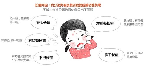 调节内分泌
