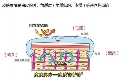 什么是皮肤屏障