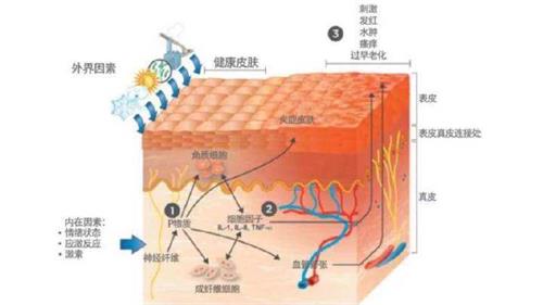 皮肤结构