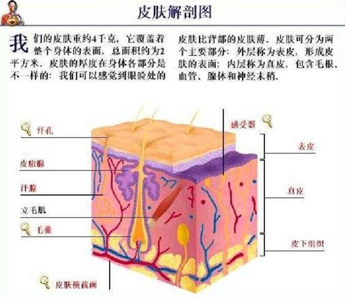 皮肤结构