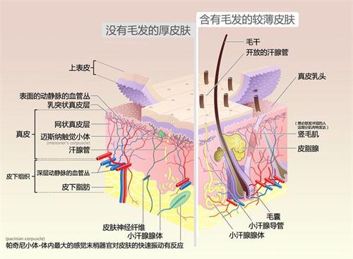 肌肤内部结构