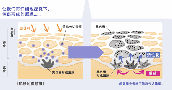 色斑形成原理