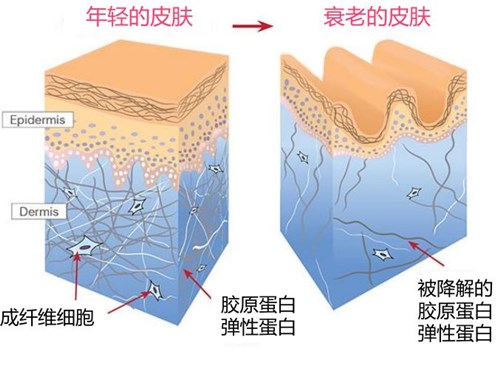 抗氧化