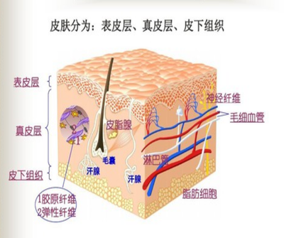 皮肤结构