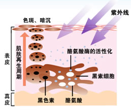 酪氨酸酶
